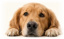 A golden retriever resting its head on its paws.